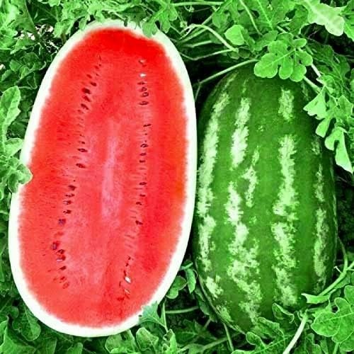 🍉1000 watermelon seeds for growing non-GMO heirloom seeds