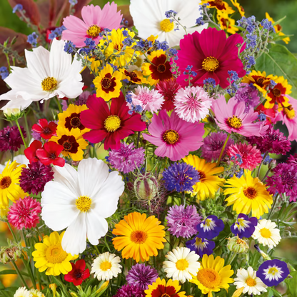 🔥Last day clearance💝Mixed Perennial Flowers Seeds-✨Over 60 kinds mixed