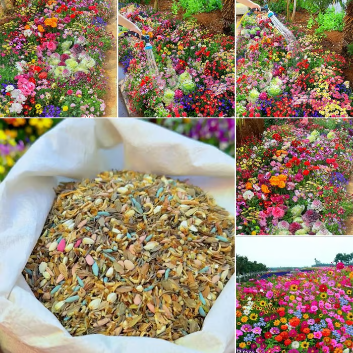 🔥Last day clearance💝Mixed Perennial Flowers Seeds-✨Over 60 kinds mixed