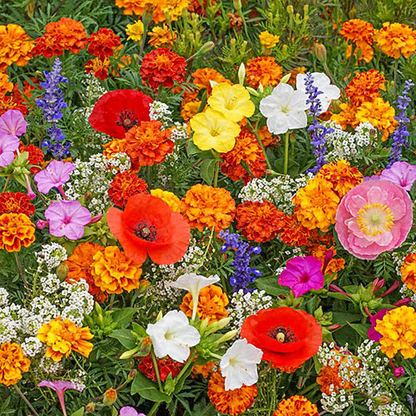 🔥Last day clearance💝Mixed Perennial Flowers Seeds-✨Over 60 kinds mixed