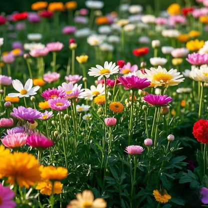 🔥Last day clearance💝Mixed Perennial Flowers Seeds-✨Over 60 kinds mixed
