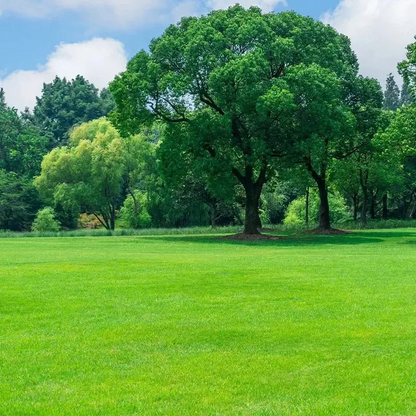 🌱Evergreen lawn seeds for all seasons🍀