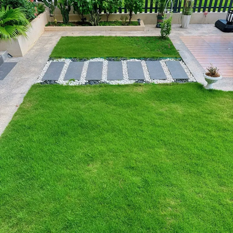 🌱Evergreen lawn seeds for all seasons🍀