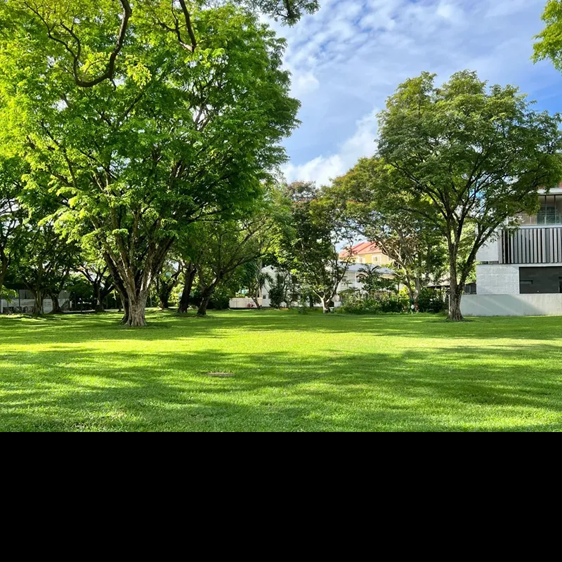 🌱Evergreen lawn seeds for all seasons🍀