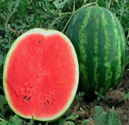 🍉1000 watermelon seeds for growing non-GMO heirloom seeds