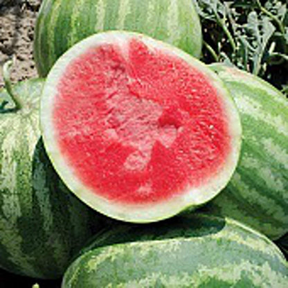 🍉1000 watermelon seeds for growing non-GMO heirloom seeds