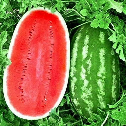 🍉1000 watermelon seeds for growing non-GMO heirloom seeds